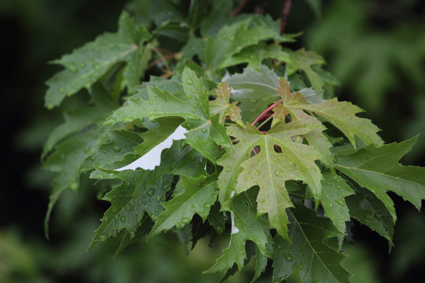 guter Regen