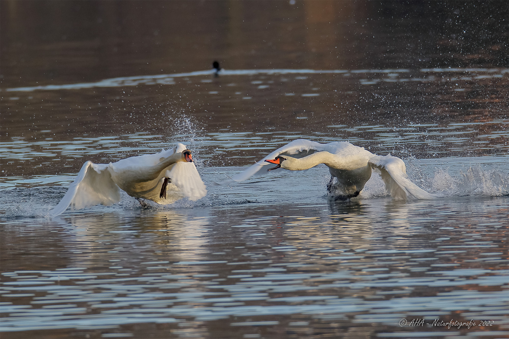 Guter Schwan - böser Schwan...!