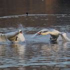 Guter Schwan - böser Schwan...!