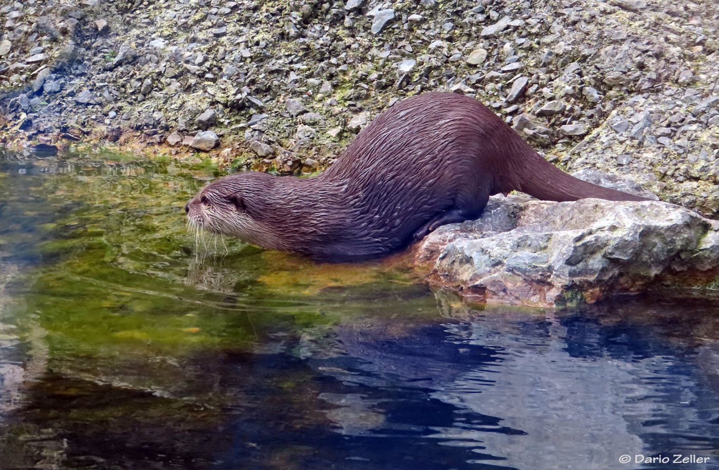 Guter Schwimmer