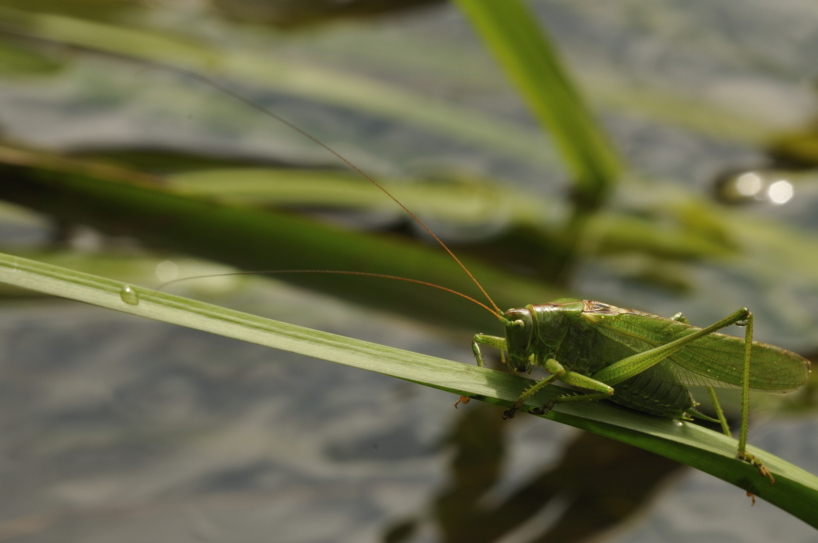 Guter Schwimmer (Geiseltal)