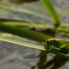 Guter Schwimmer (Geiseltal)