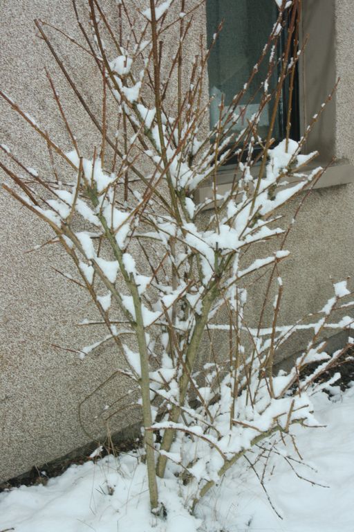 Guter Start in die Woche, Schneechaos im Saarland! Ich sah es mit anderen Augen!