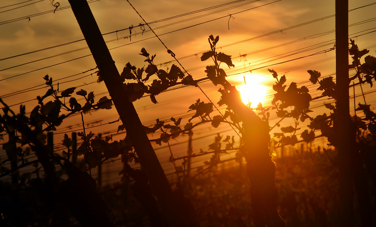 ~~~ Guter Wein braucht Sonne ~~~