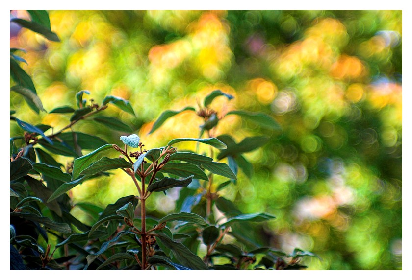 gutes bokeh - schlechtes bokeh