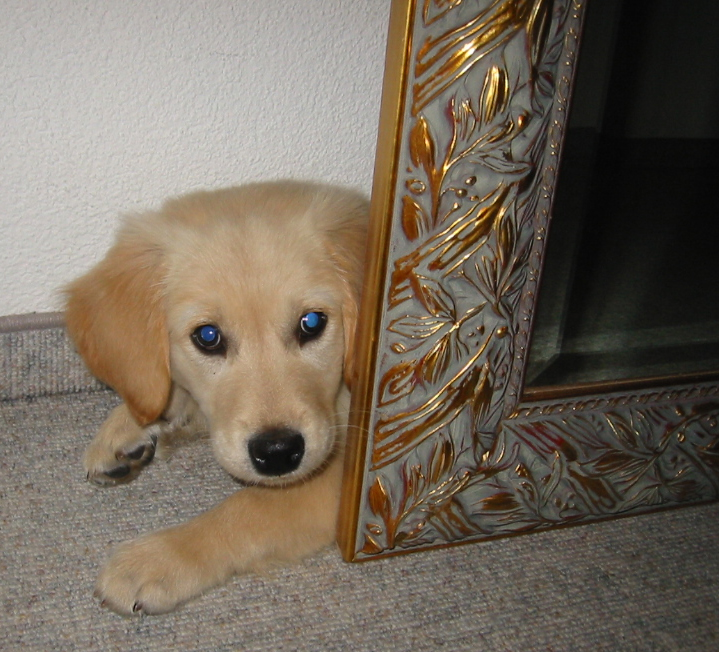 Gutes Versteck eines Golden Retriever Welpens...