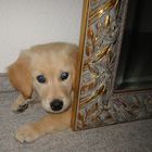 Gutes Versteck eines Golden Retriever Welpens...