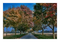 Gutsallee zum Goldachhof im Herbst