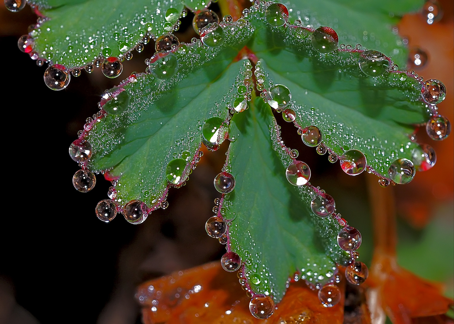 Guttationstropfen, ein Wunderwerk der Natur!