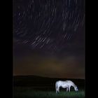 Gutza the Horse and the Stars Wheel