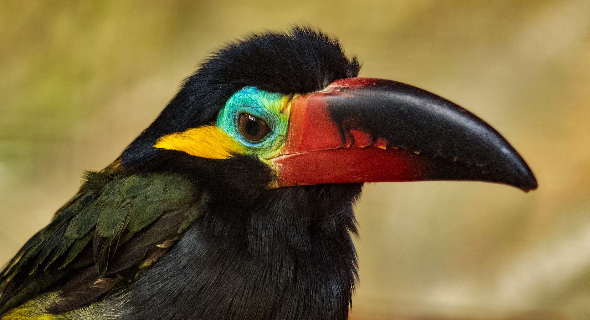 Guyana Tukan-Portrait 001