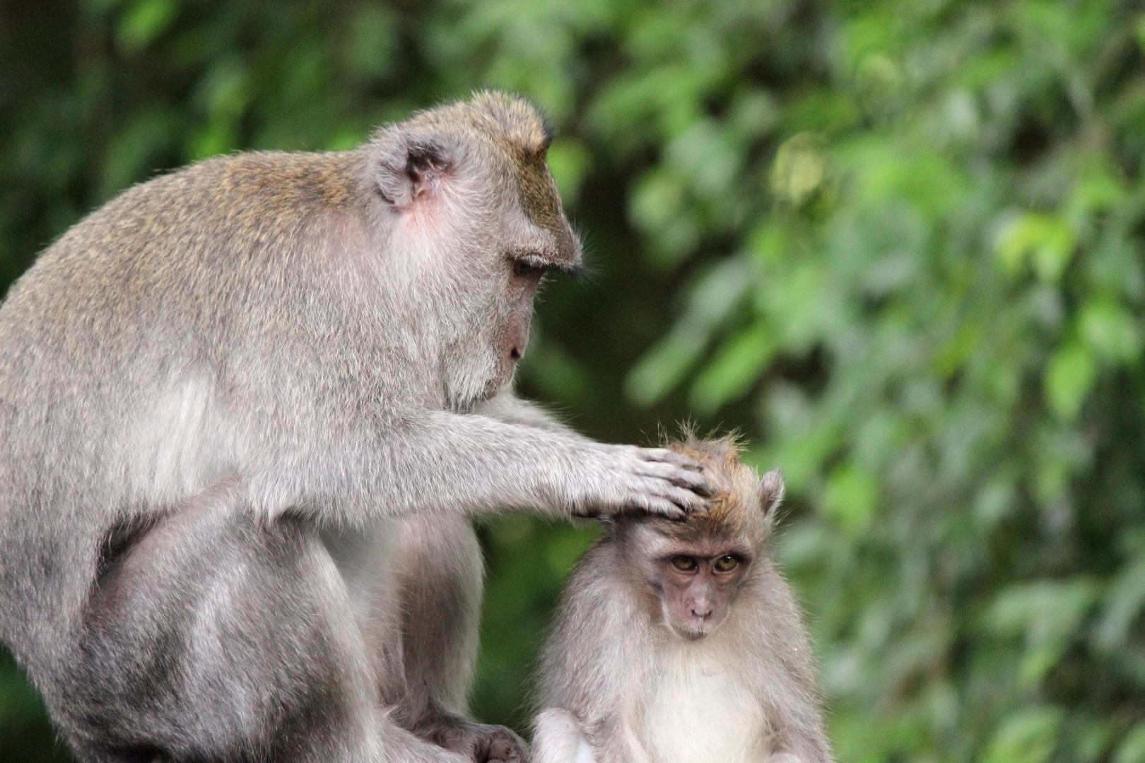 Guys from monkey forest