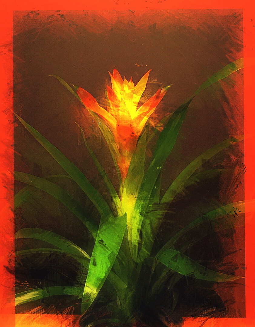 Guzmania