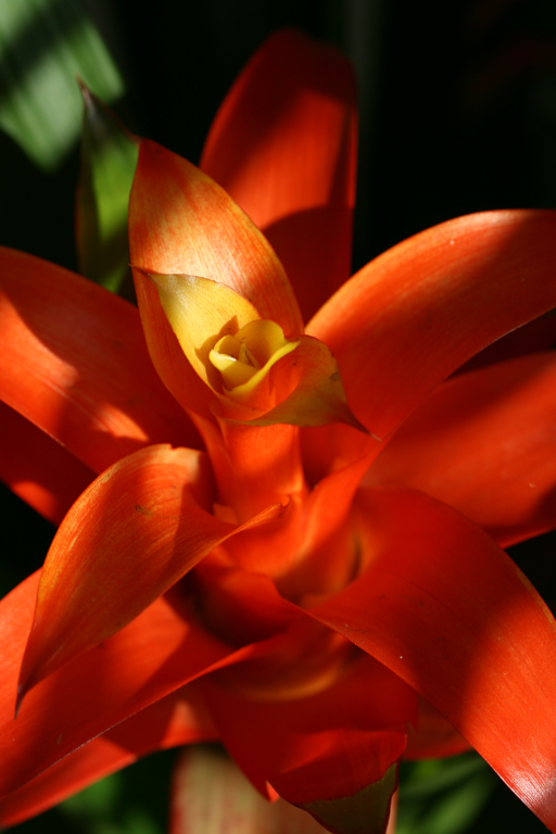 Guzmania