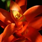 Guzmania