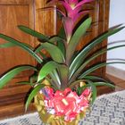 Guzmania