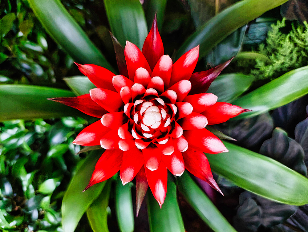 Guzmania Cherry (Mittwochsblümchen)