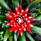 Guzmania Cherry (Mittwochsblümchen)