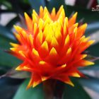 Guzmania Conifera