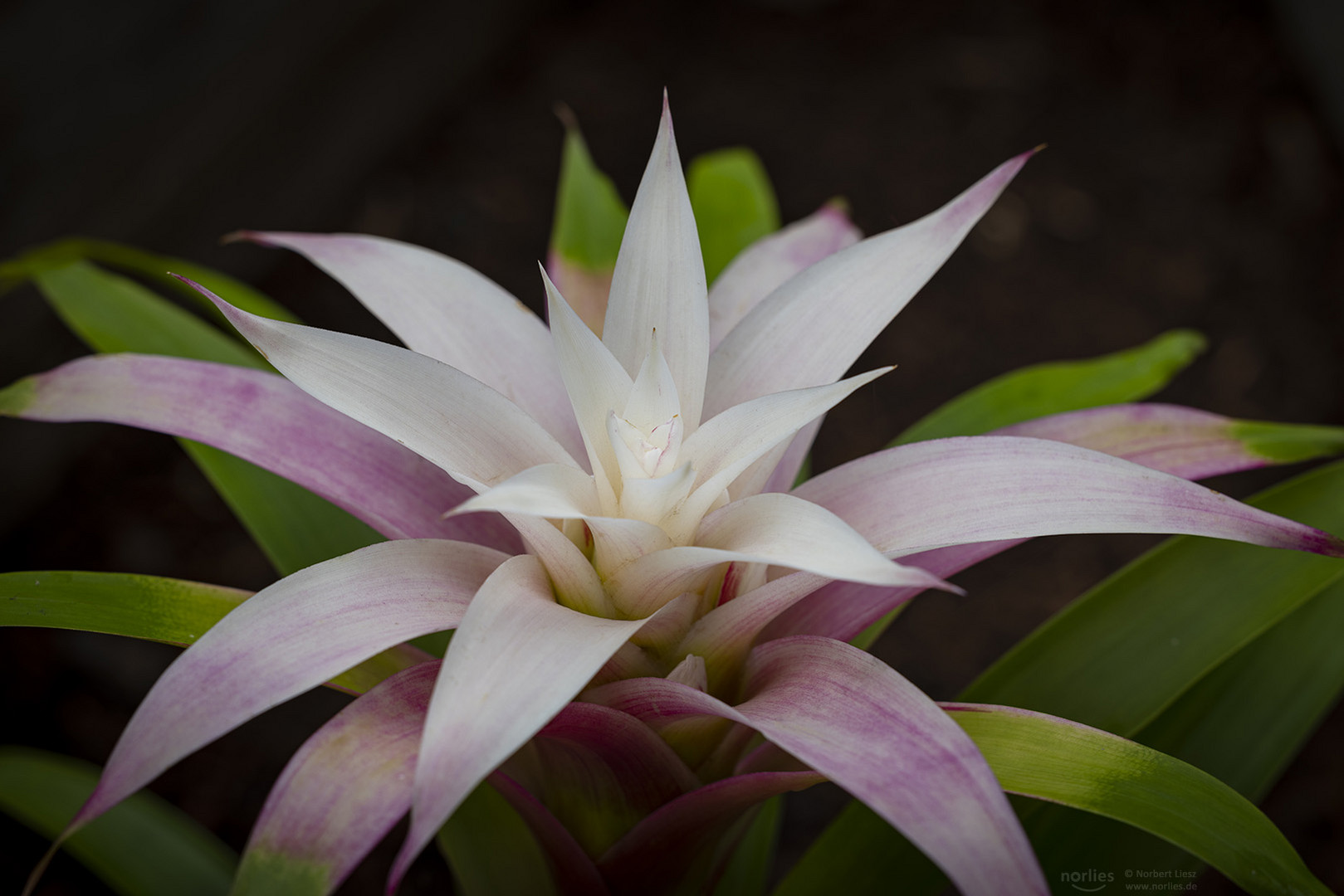 Guzmania deseo Magic White