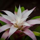 Guzmania deseo Magic White