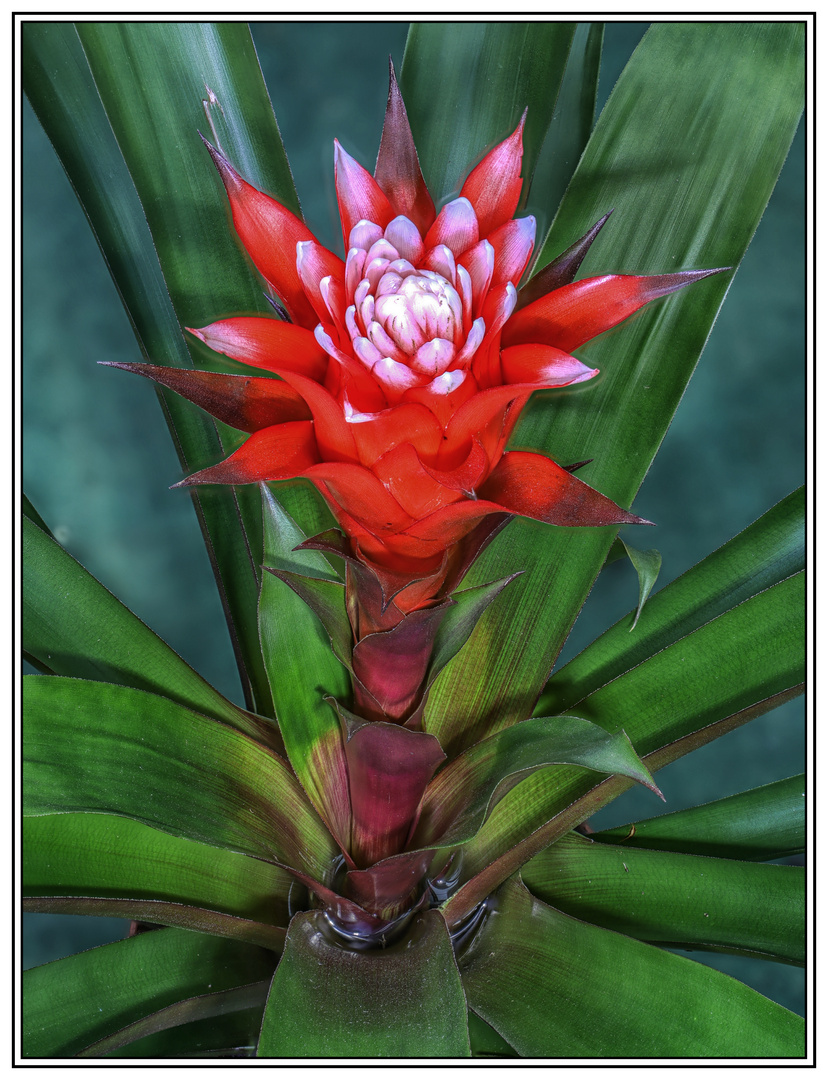 Guzmania ,, El Cope ", Bromelie