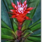 Guzmania ,, El Cope ", Bromelie