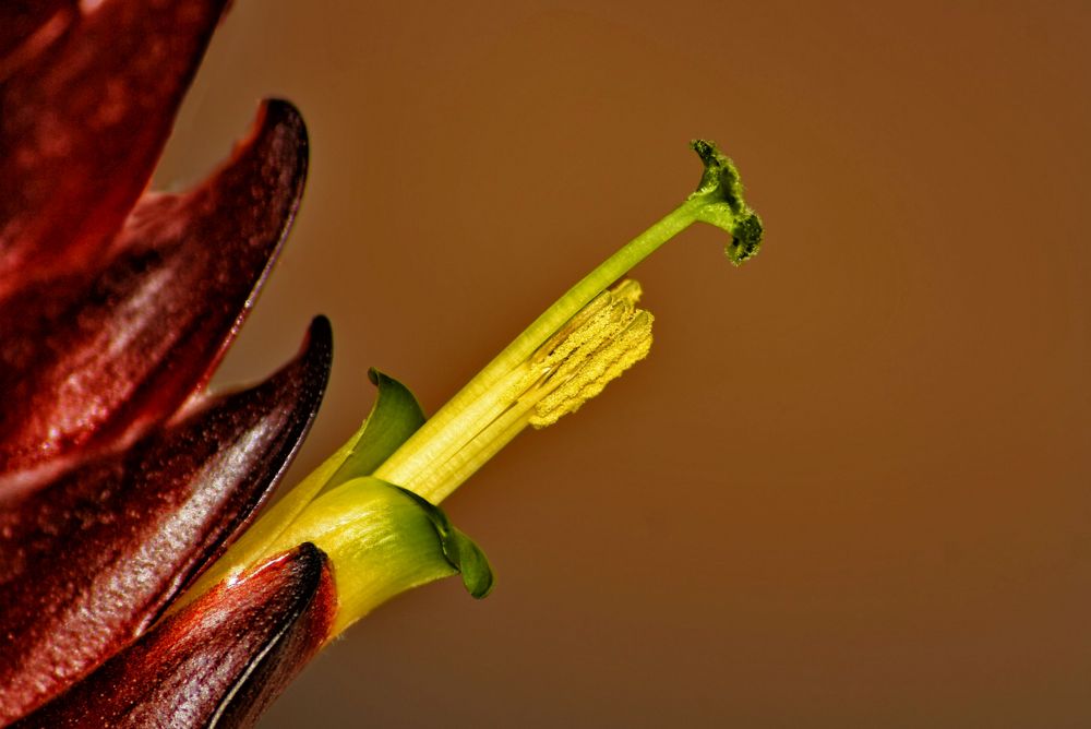 guzmania