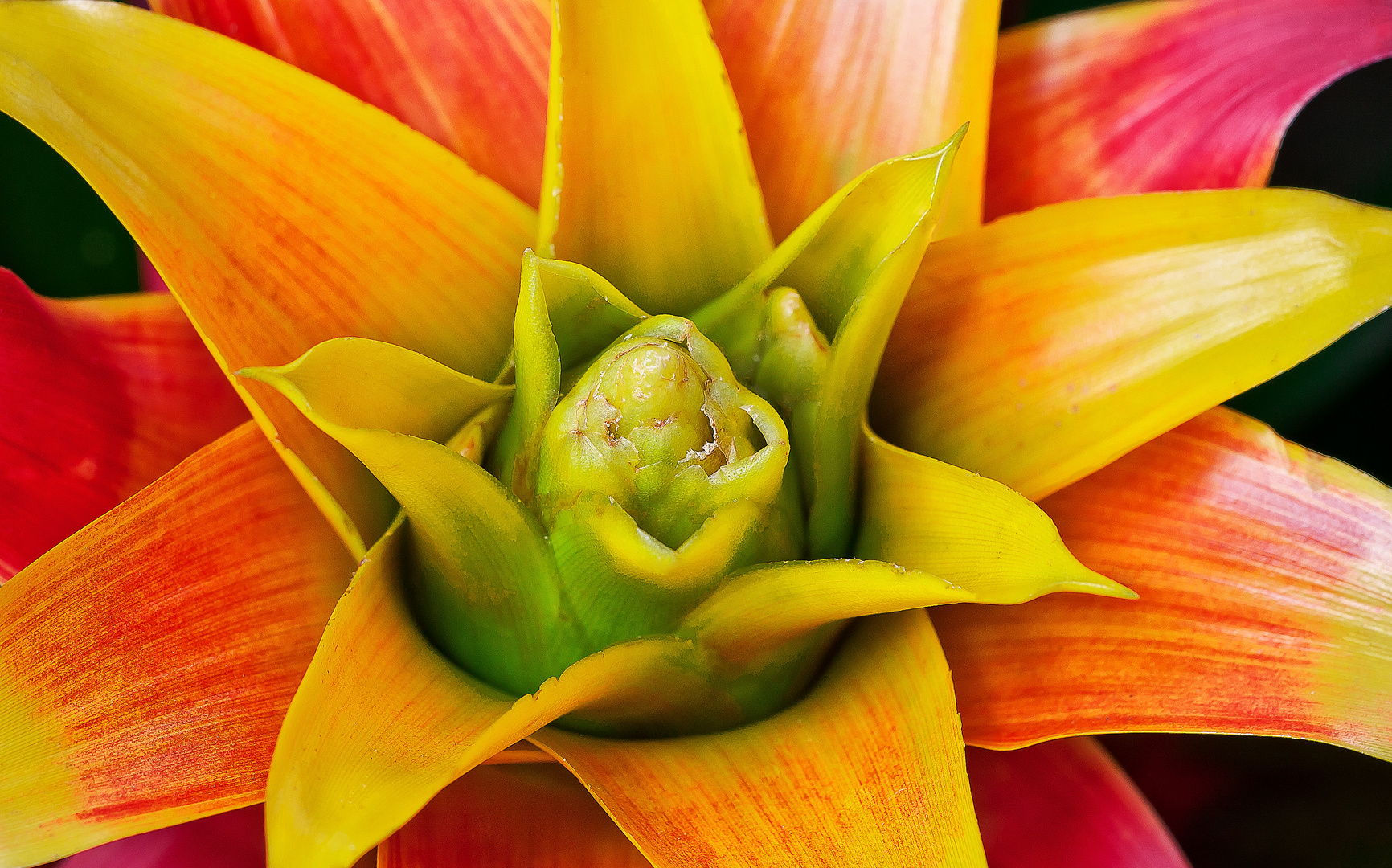 Guzmania Lingulata