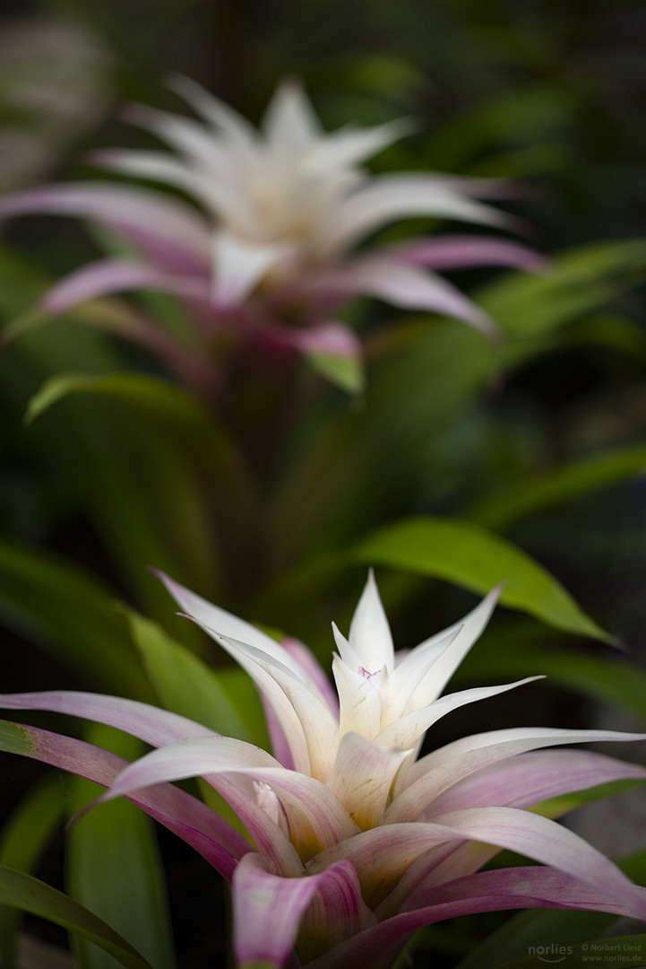 Guzmania Pflanzen