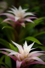 Guzmania Pflanzen