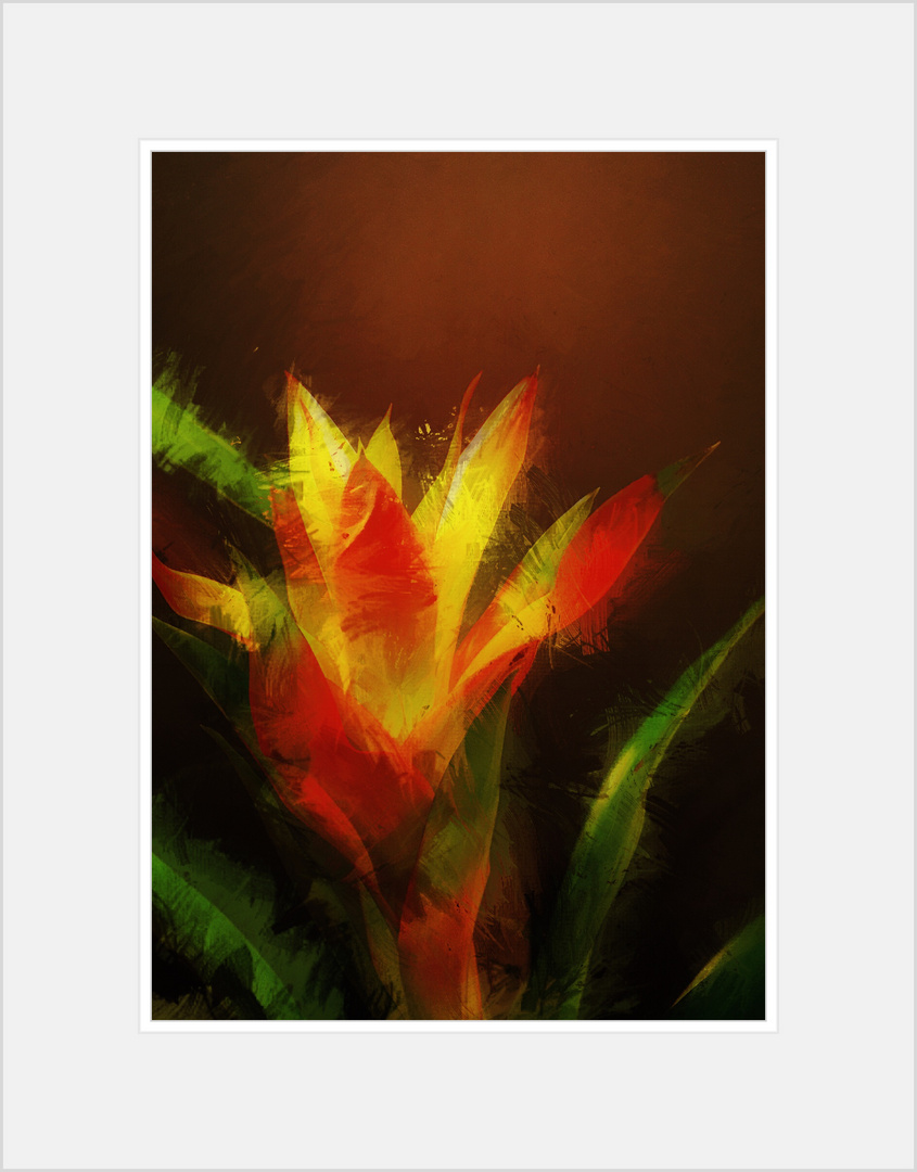 Guzmania_III