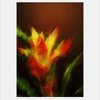 Guzmania_III