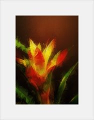 Guzmania_III