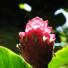Guzmanie - Blüte