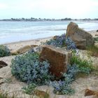 Gâvres (Bretagne) - chardons bleus