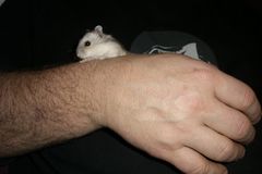 Gwendolin- Dsungarische Hamsterin in bunt