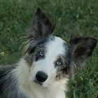 Gwenn, border colley bleu merle.