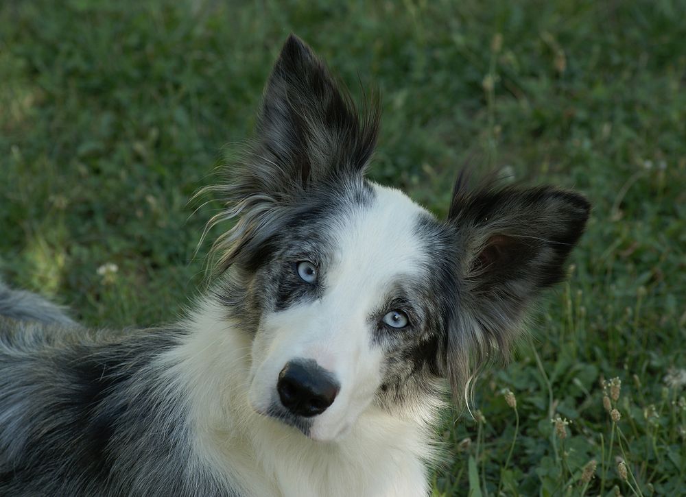 Gwenn, border colley bleu merle.