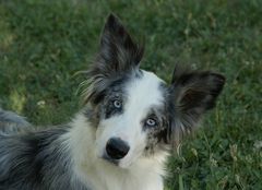 Gwenn, border colley bleu merle.