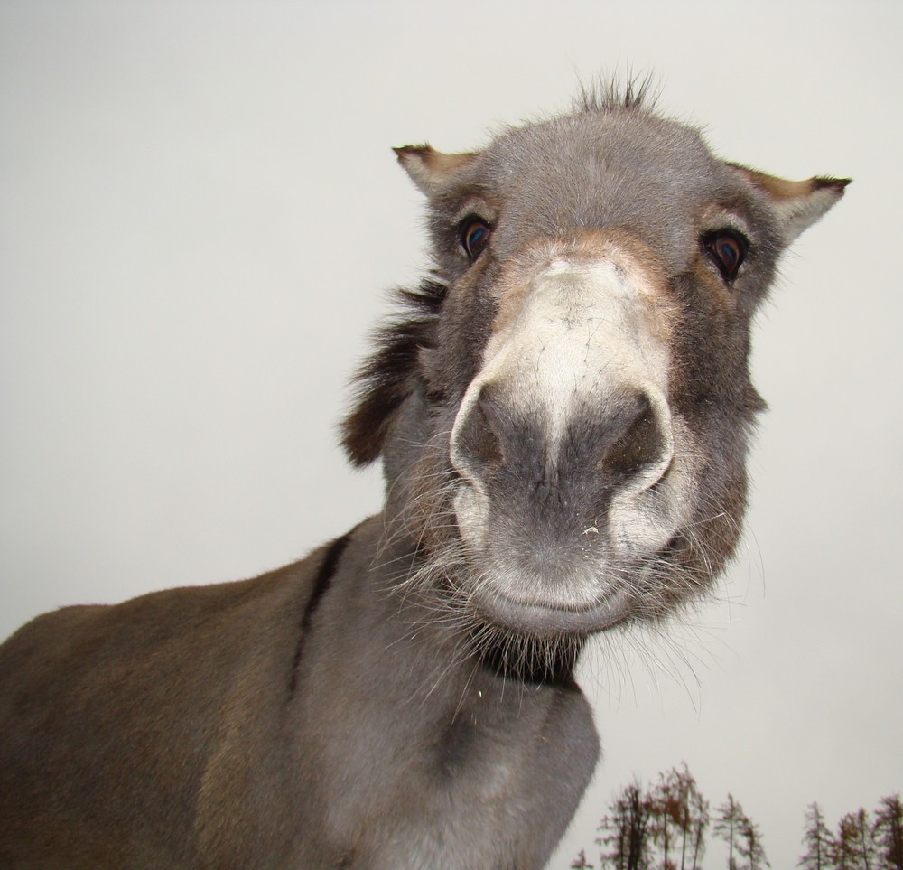 *Gwundriger Esel* Foto & Bild | tiere, natur Bilder auf fotocommunity