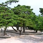 Gyeongju Bulguksa Temple Garden