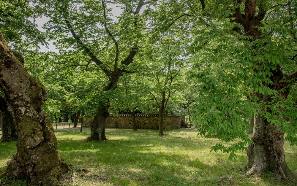 Gyerim der Hahnenwald in Gyeongju