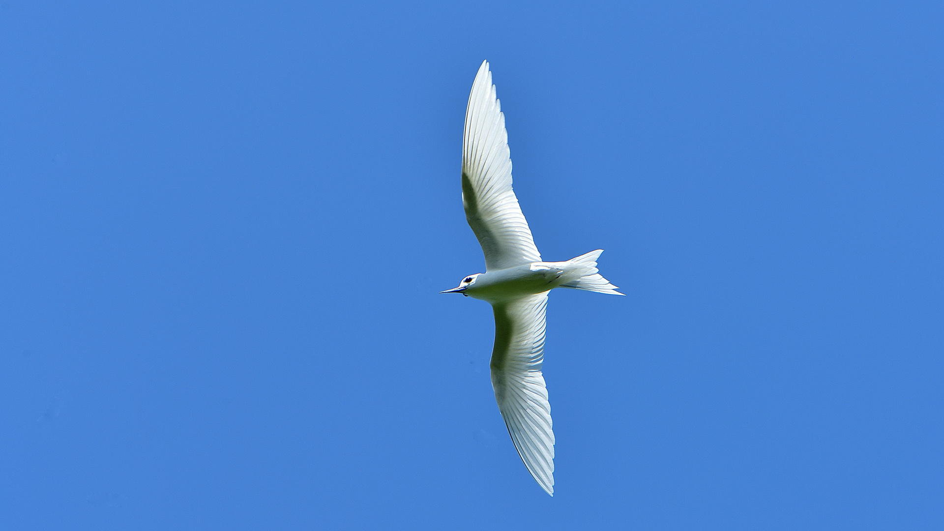 Gygis blanche - Feenseeschwalbe - Gygis alba