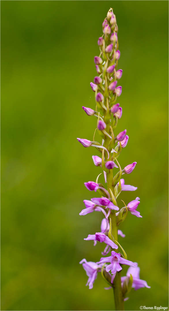 Gymnadenia conopsea