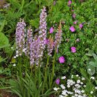 Gymnadenia conopsea - Mücken-Handwurz im Alpinum