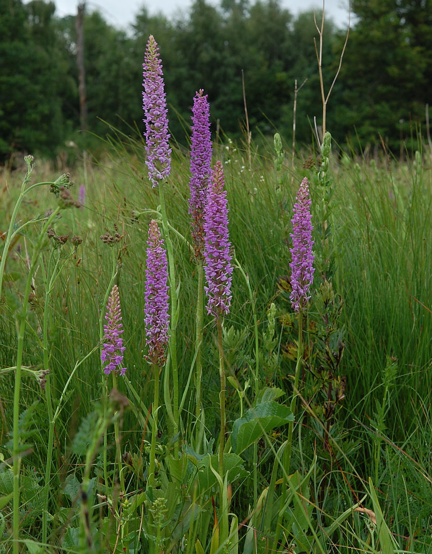 Gymnadenia conopsea var.densiflora - Korbach/Hessen - mitte juli 2011