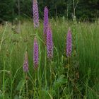 Gymnadenia conopsea var.densiflora - Korbach/Hessen - mitte juli 2011