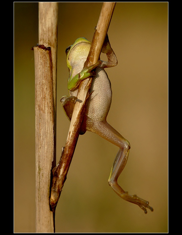 Gymnast Johny :)