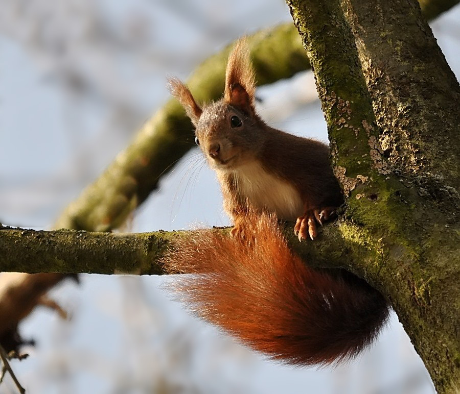 Gymnastic a la Eichhörnchen :-)